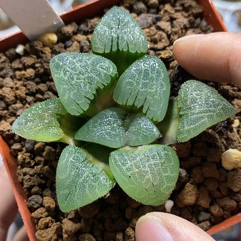 【闪购商品】332碟影有伤