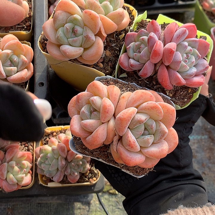 冰玉杂专拍脱土发货