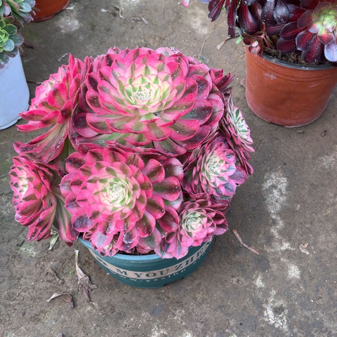 多肉植物倾城910