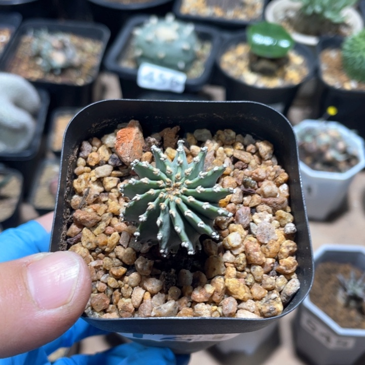 121实生薄叶花茏