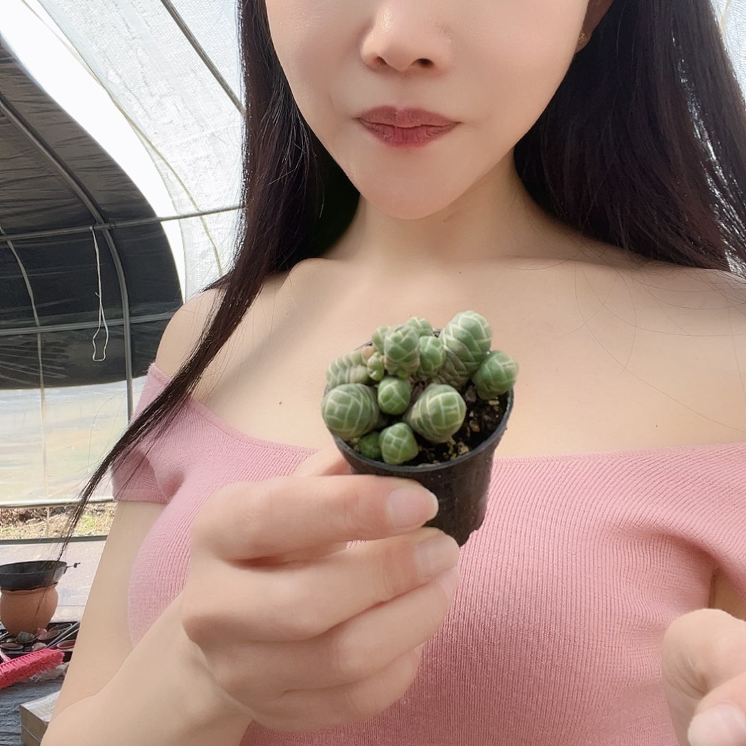 多肉植物一物一拍