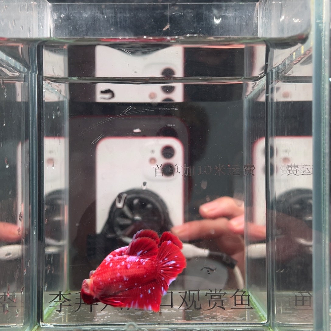 斗鱼印尼精品斗鱼85