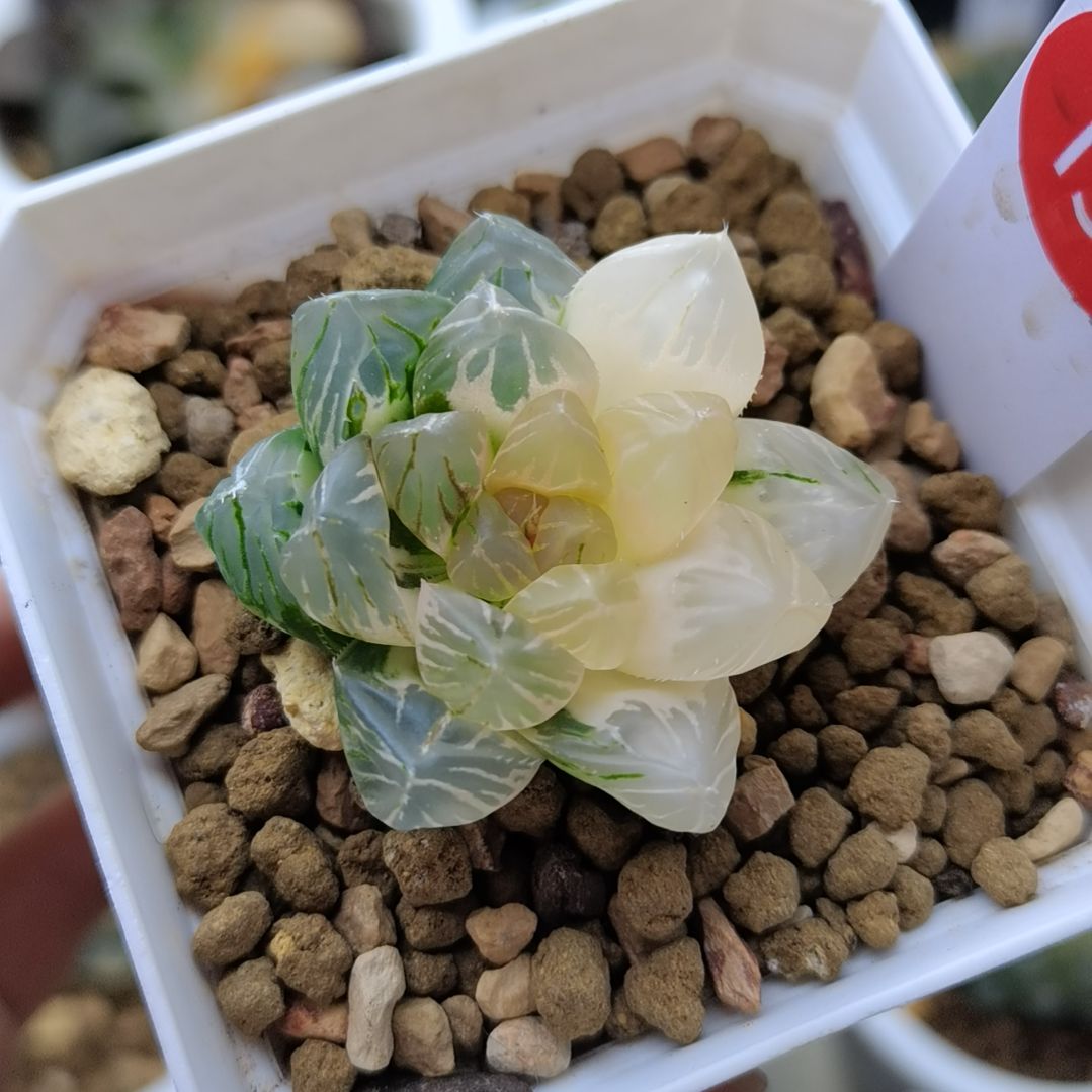 151号OM玉露锦一物一拍带盆土发货