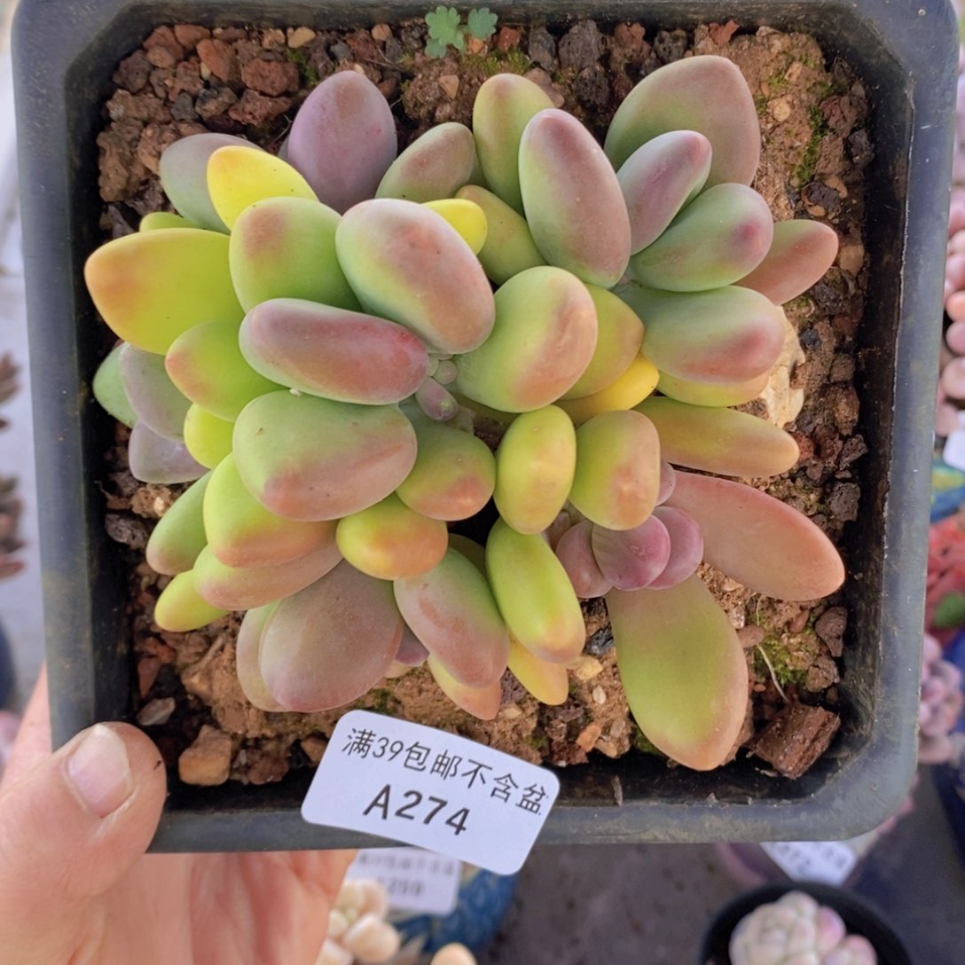 芒果奶15cm274多肉植物