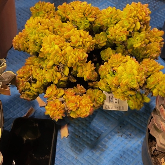 吉*&蜡牡丹14151多肉