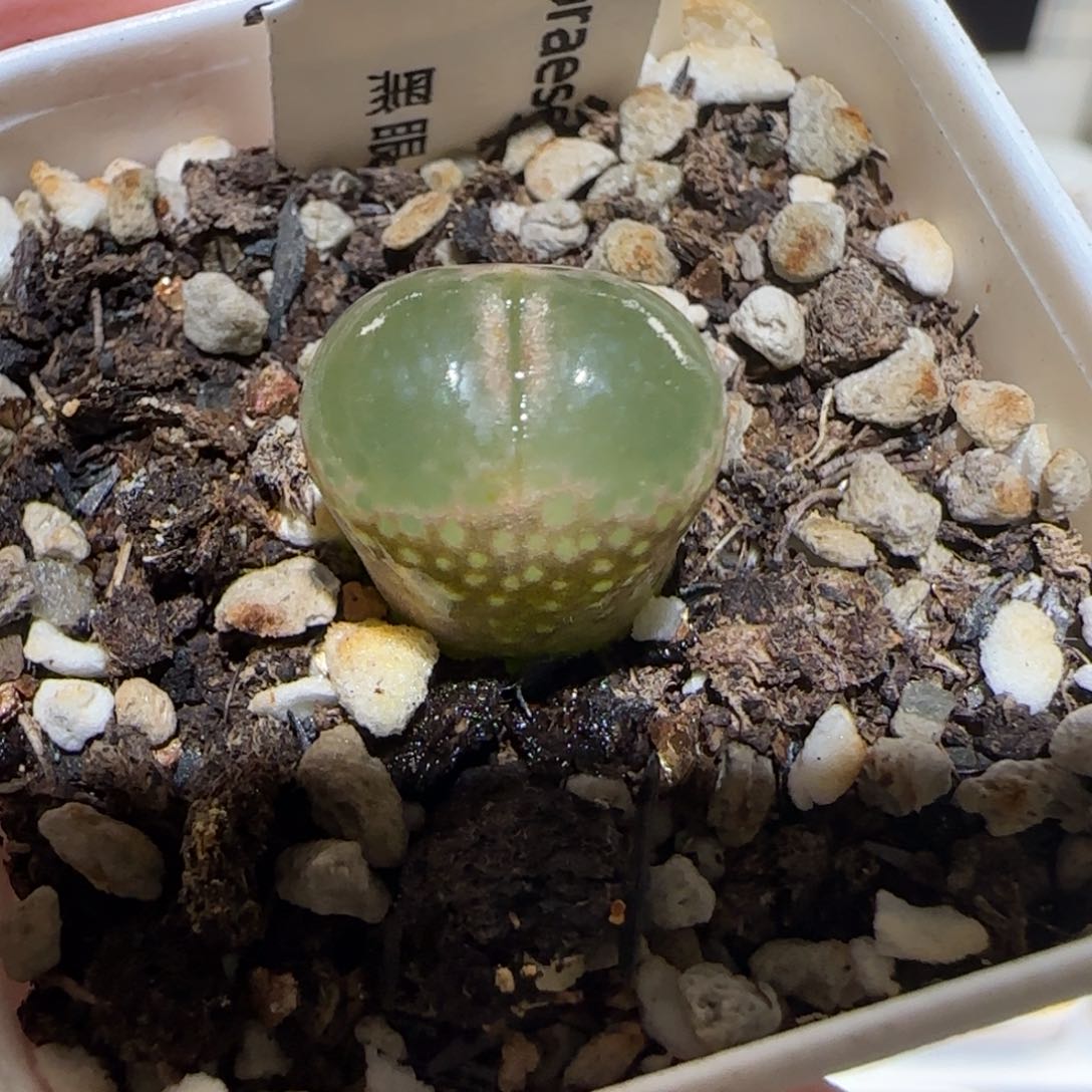 肉锥多肉植物百科-黑眼豆豆1430