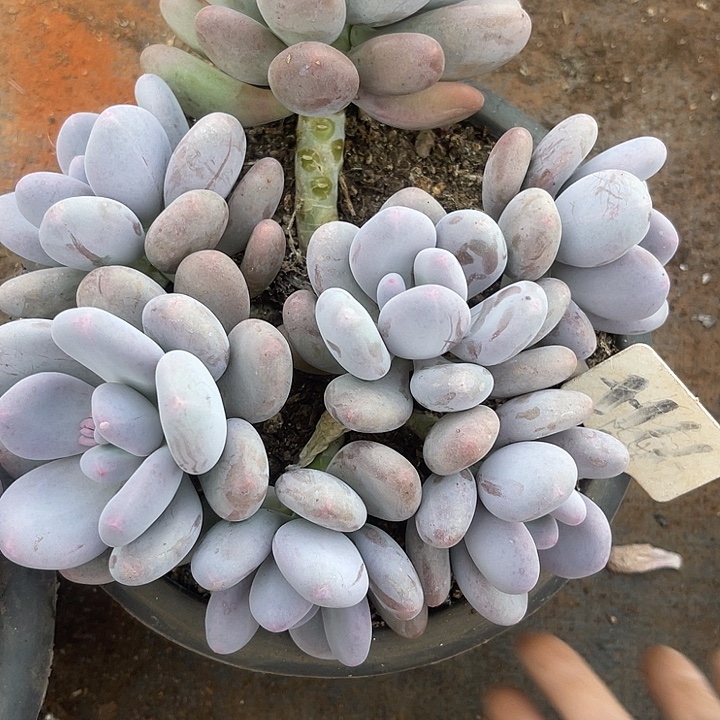 快***乐两单包邮，一物一拍，166