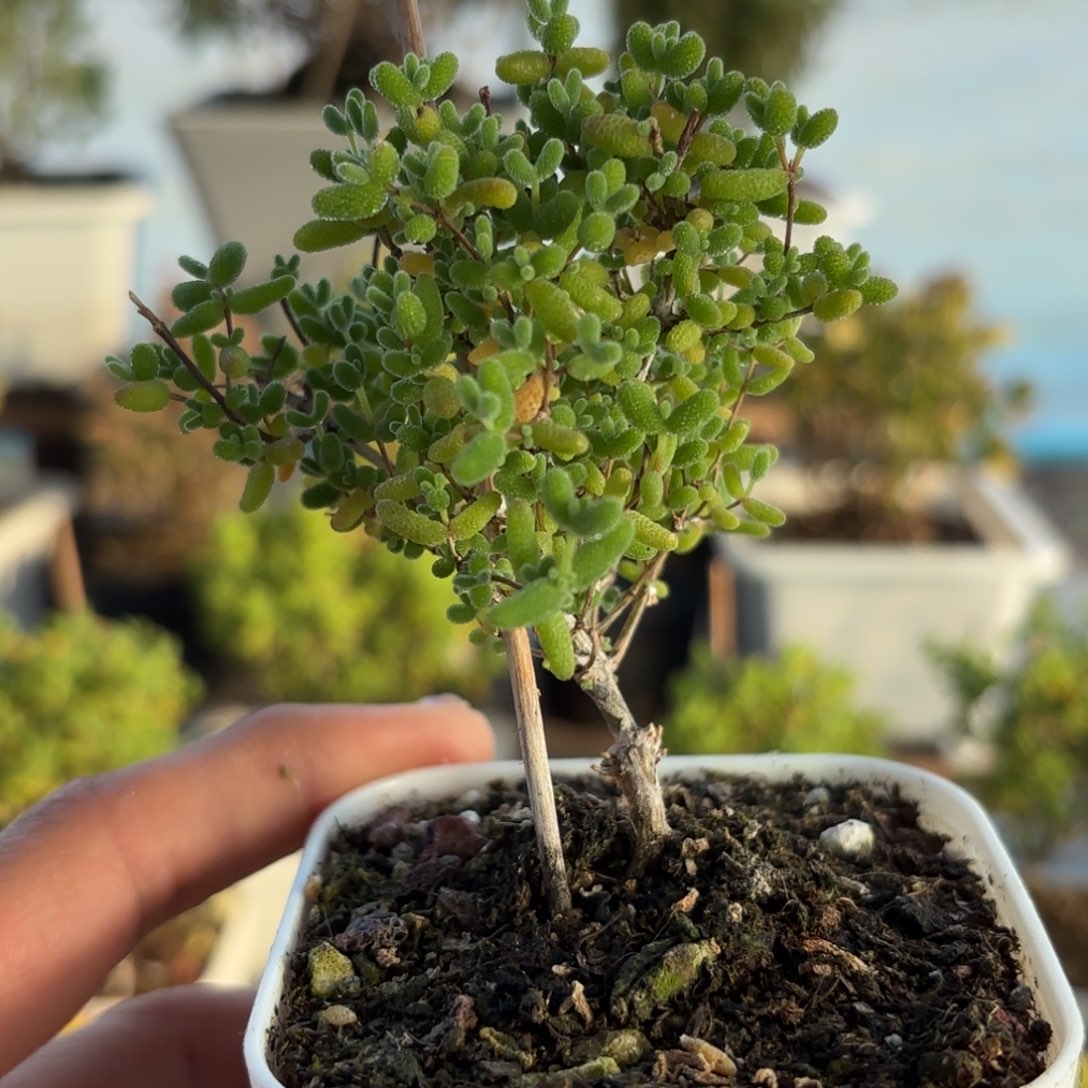 601蜜橘糖球枝干番杏福利