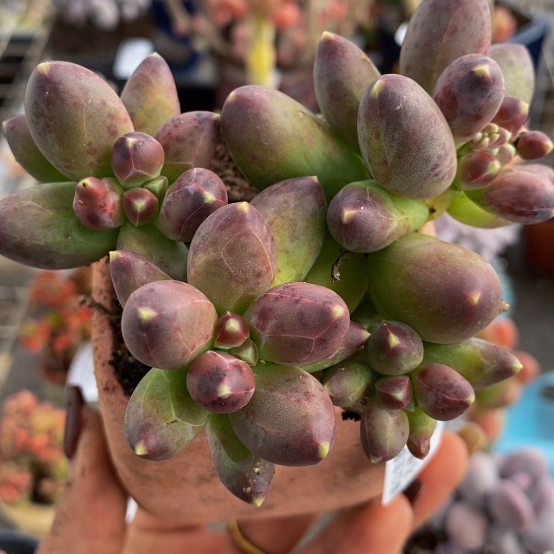 肥炸香蕉树282:9cm运输掉叶