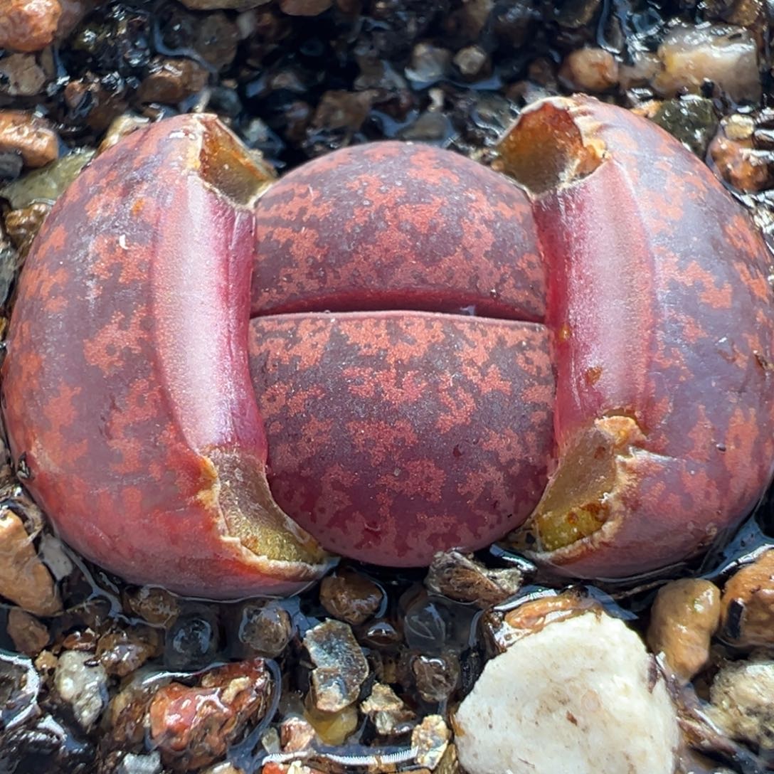 584多肉植物种类多样