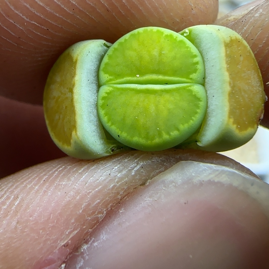 521 生石花大棚直播