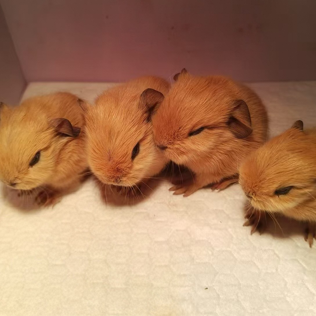 加州荷兰猪豚鼠小宠物活物一物一拍弟弟妹妹