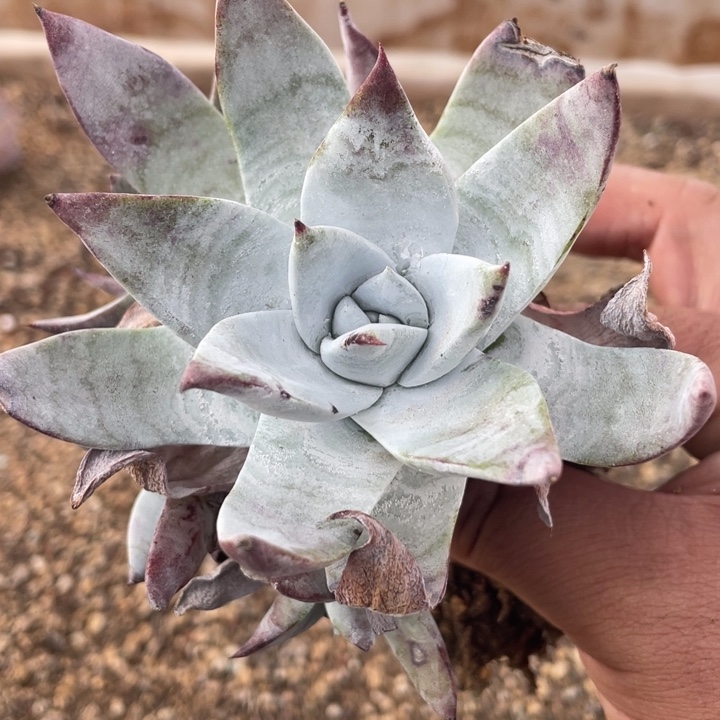 韩版保罗群生粗桩