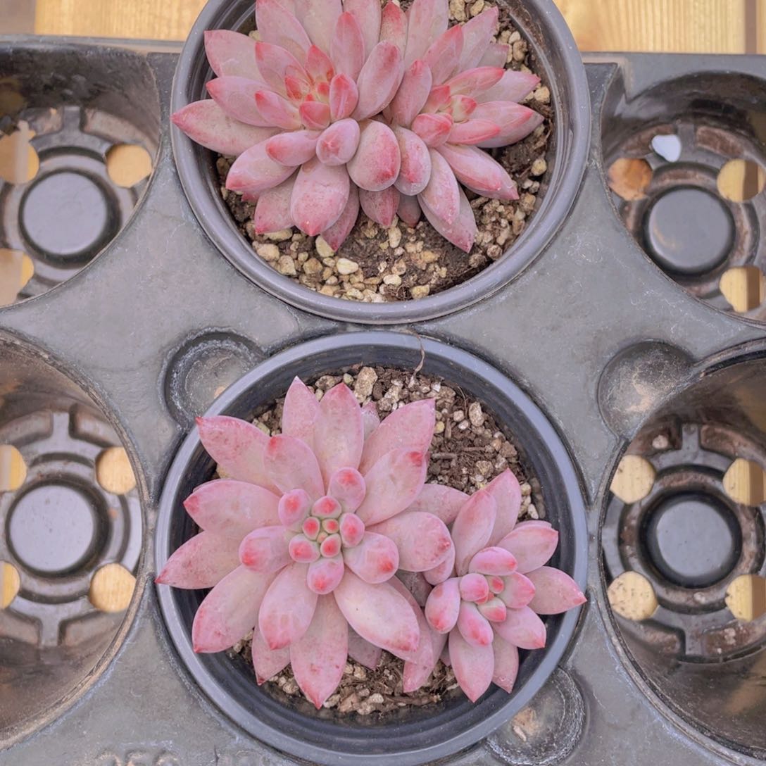 510号 虞美人大双头一个