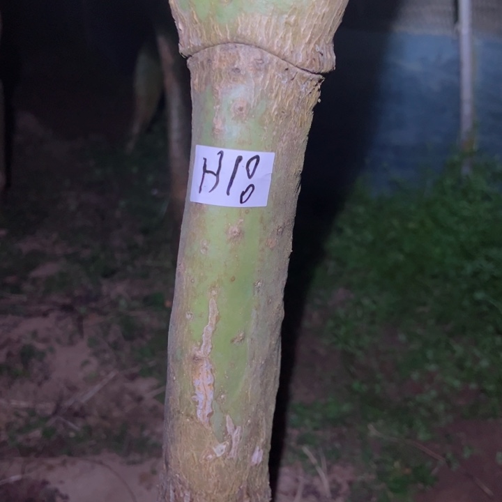 H18米邦塔一颗55