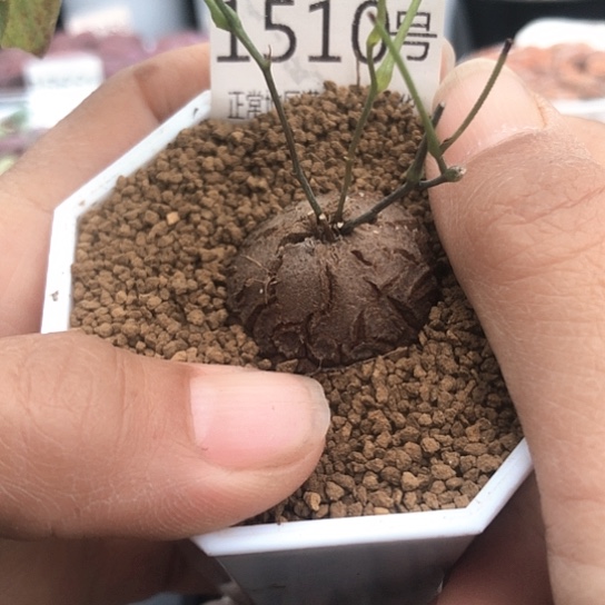 1510，2.7厘米龟甲龙特价包邮