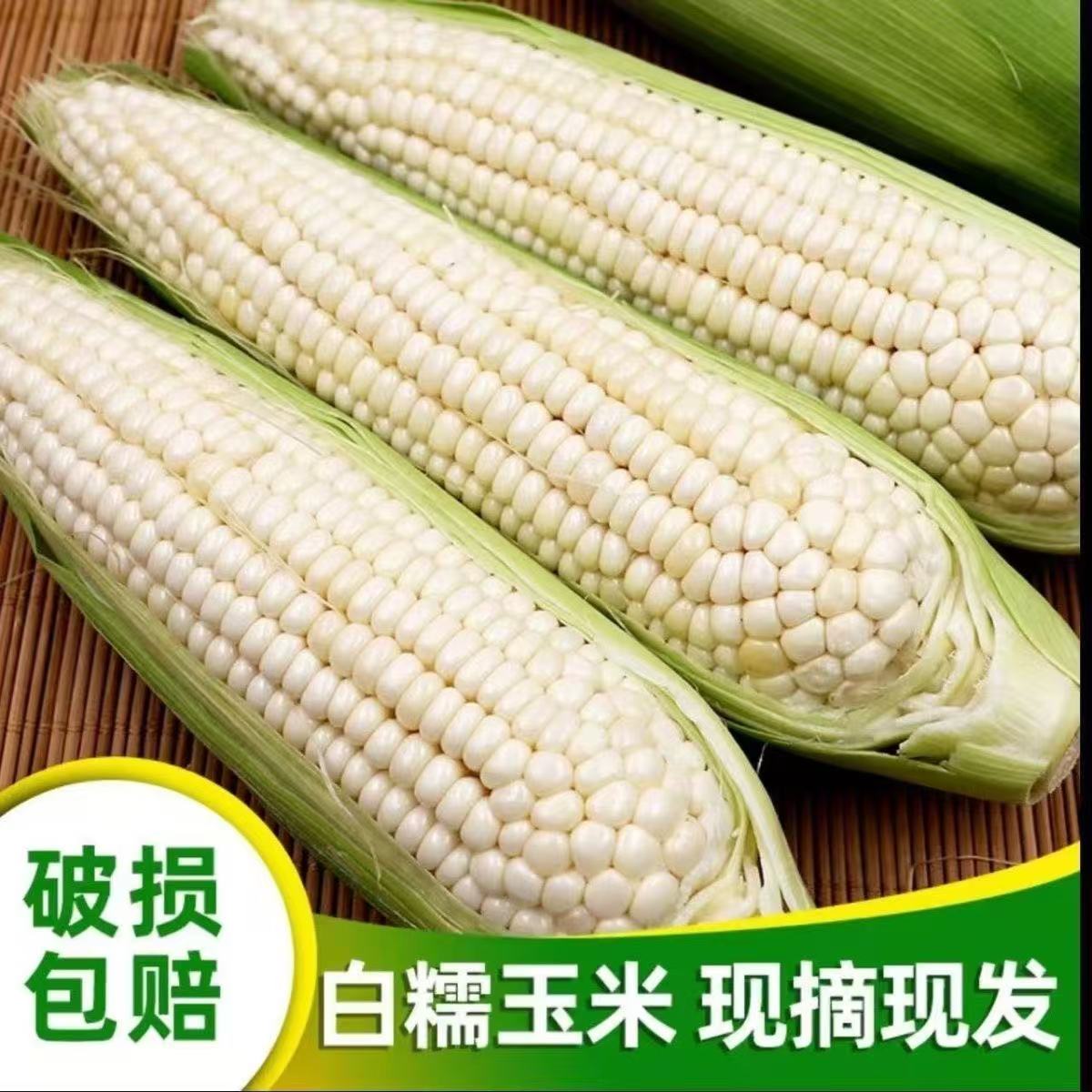 新鲜带皮糯玉米现摘白糯玉米农家带壳带玉米棒包谷壳整箱发货