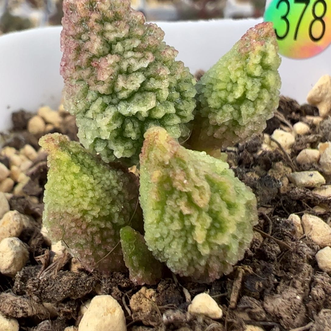 花里胡哨水泡多肉植物水泡