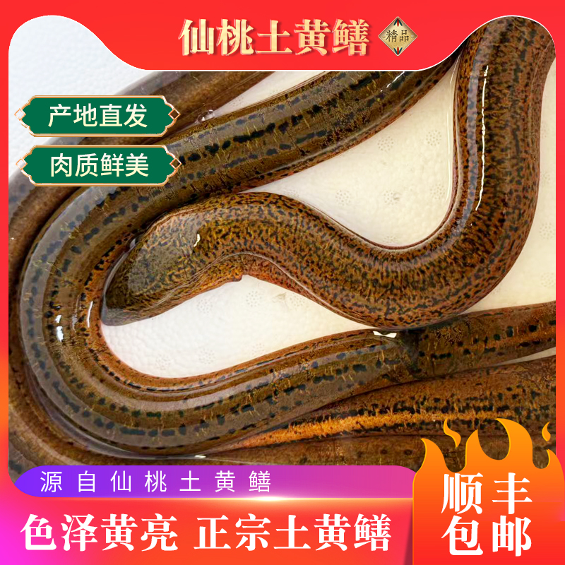 仙桃黄鳝仙桃土黄鳝鳝鱼口感鲜美鲜活水产3斤打氧发货顺丰包邮
