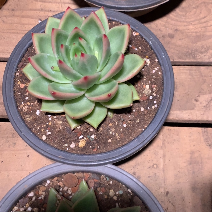 美肉特价活动开始啦