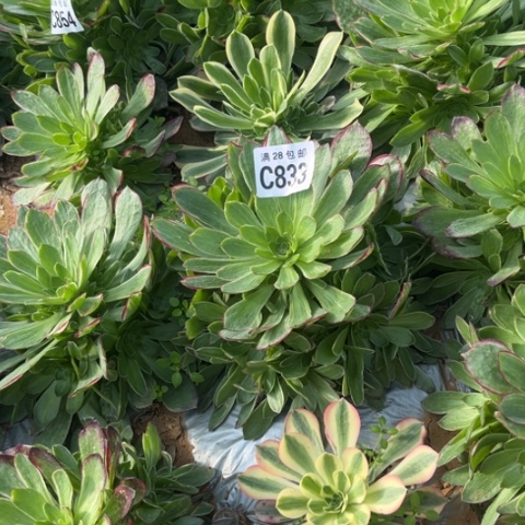 833万彩灯不包断枝