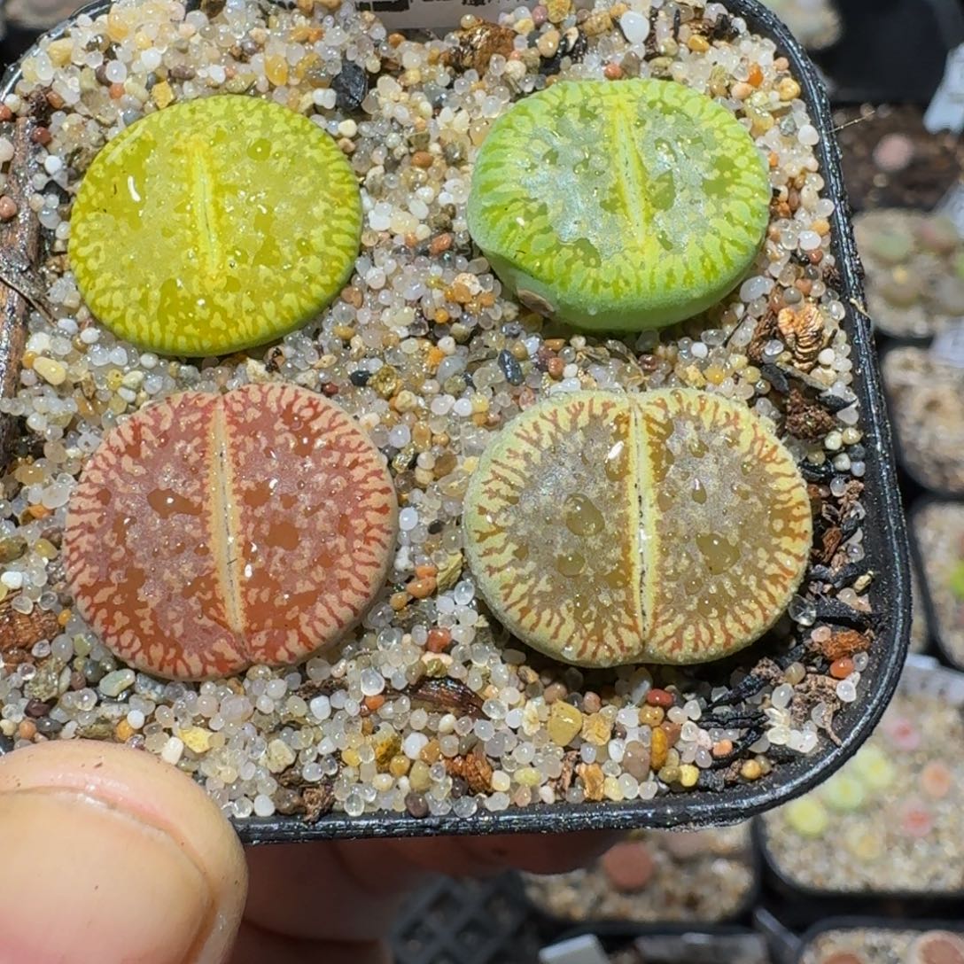 zzzz精品生石花1359