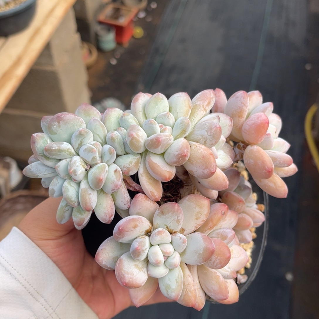 香水朵朵缀一物一拍不支持退换