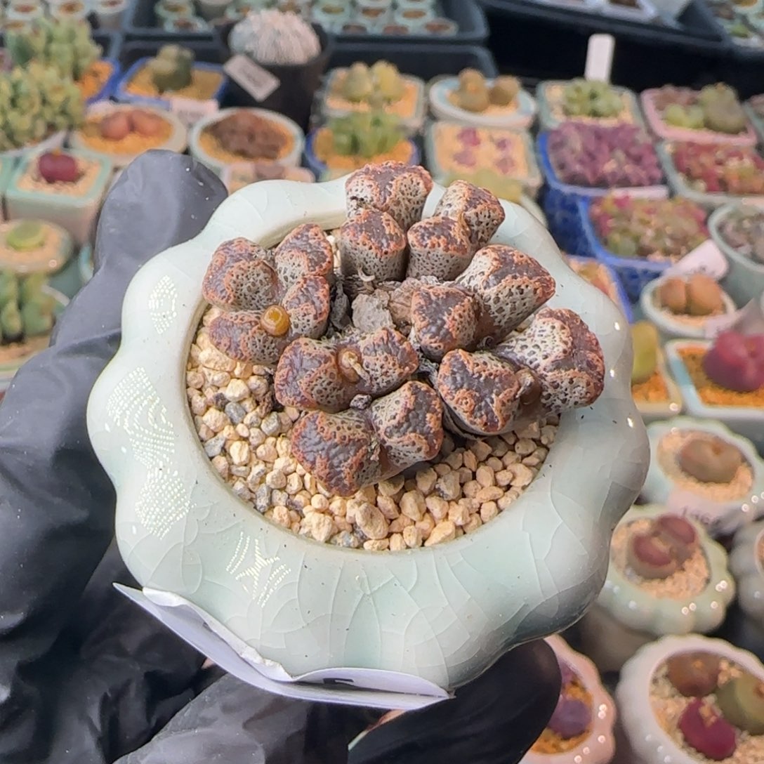 3815--一物一拍 带盆