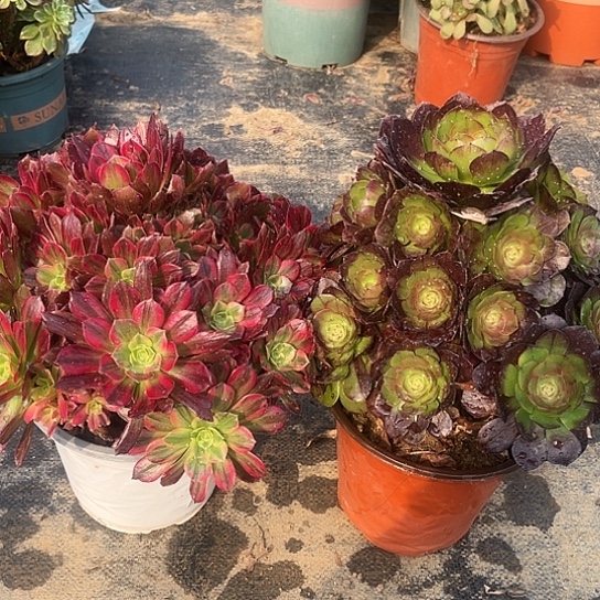 多肉植物组合26号