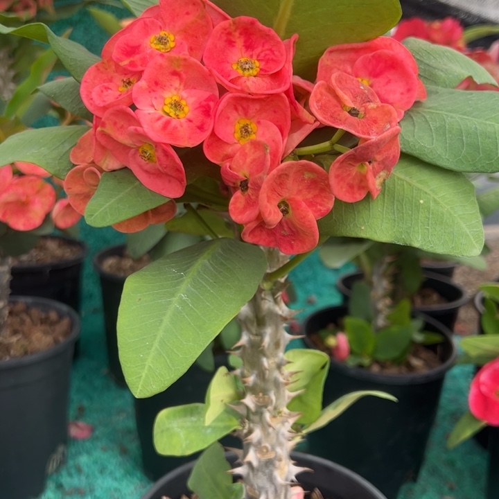 泰品嫁接一物一拍