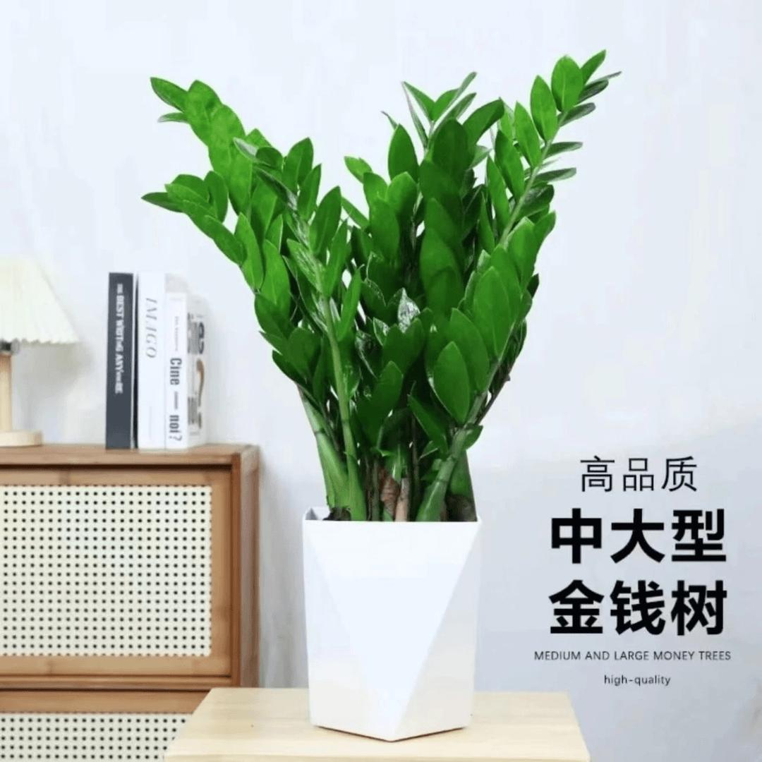 50-60厘米金钱树盆栽绿植钱串子室内吸甲醛四季常绿乔迁招财树