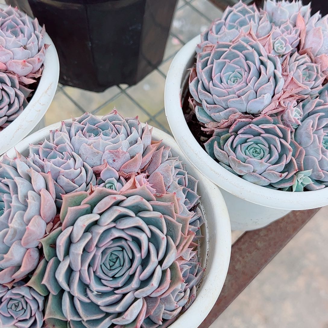 欧版海琳娜多头造型精品