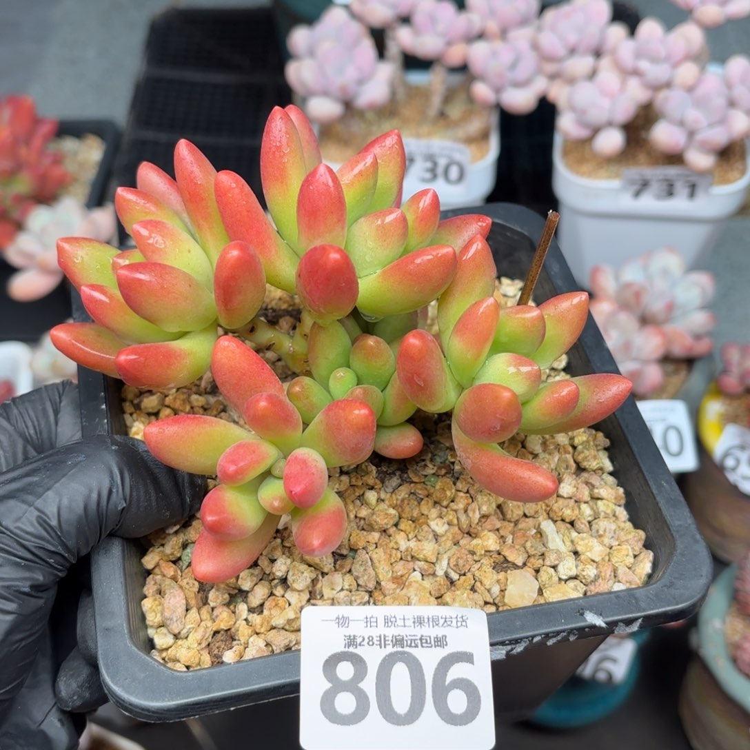 鲸落群无盆土发货