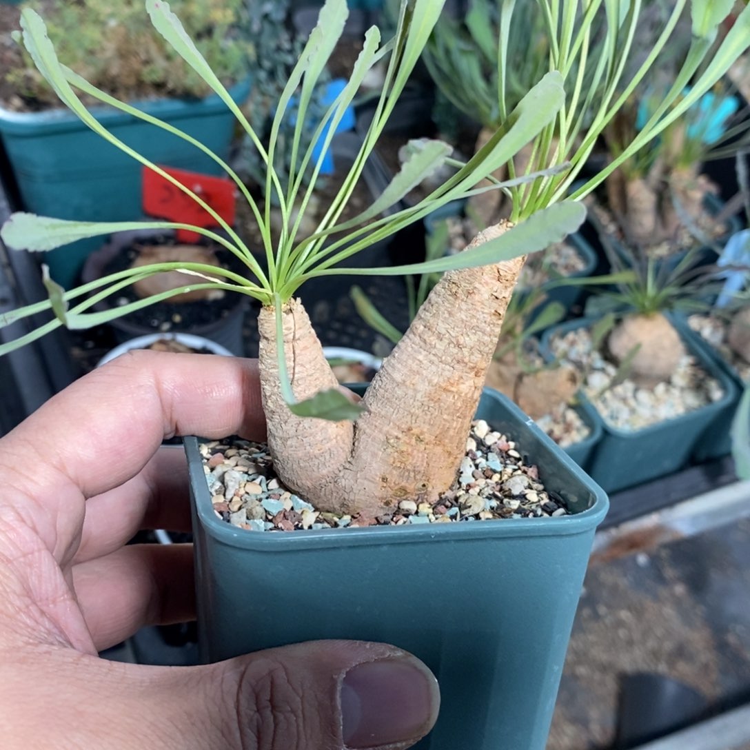 波涛大戟多肉植物