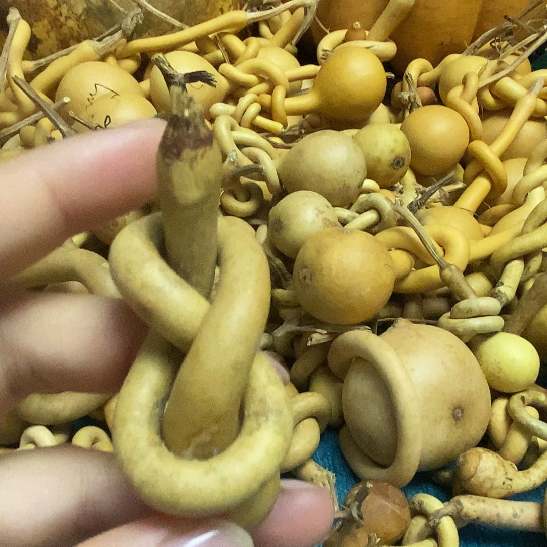明***)一把葫芦便宜漏了