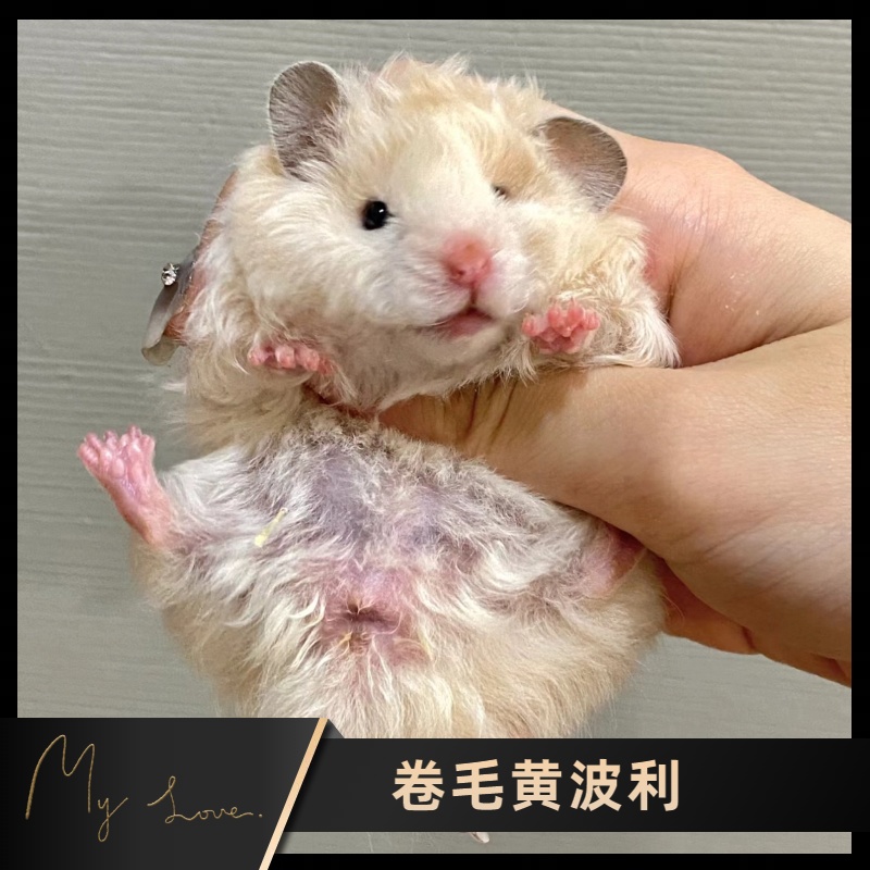 波利金丝熊【直播挑选】金丝熊活体宠物仓鼠宠物