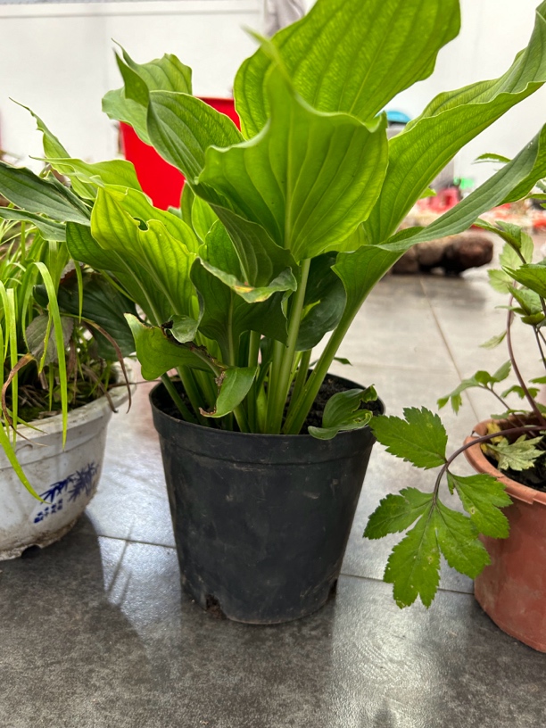 绿芙蓉盆栽土培好养活适合客厅办公室净化空气