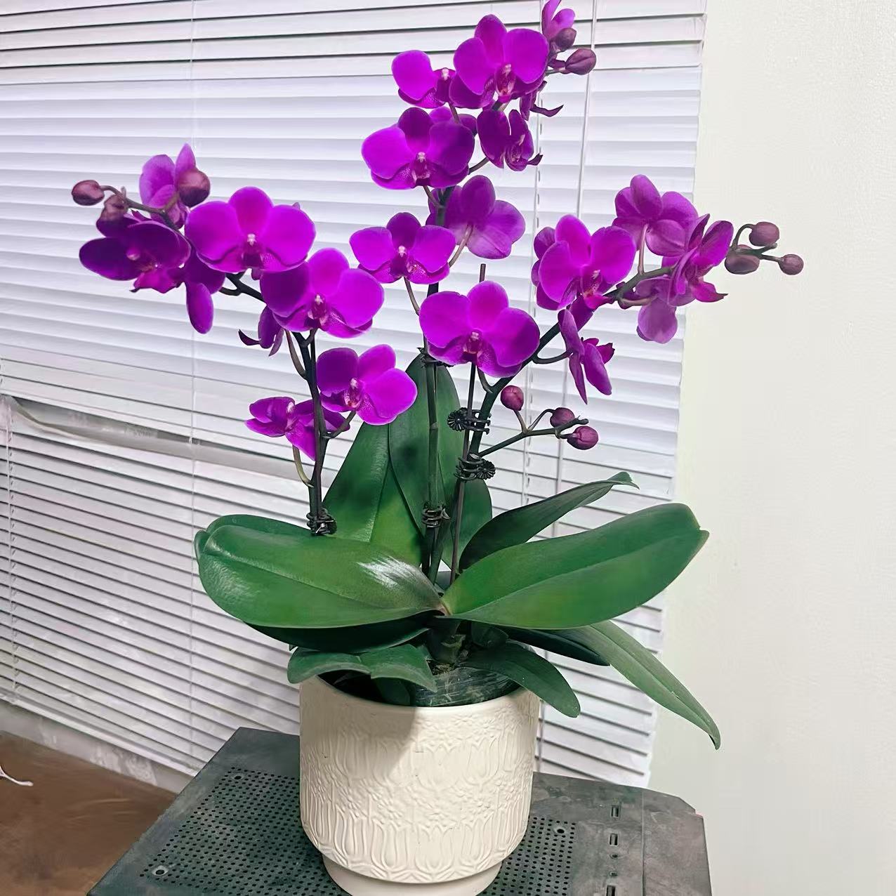 蝴蝶兰【满天红】3苗3花剑  喜庆  室内花花 广州基地直发