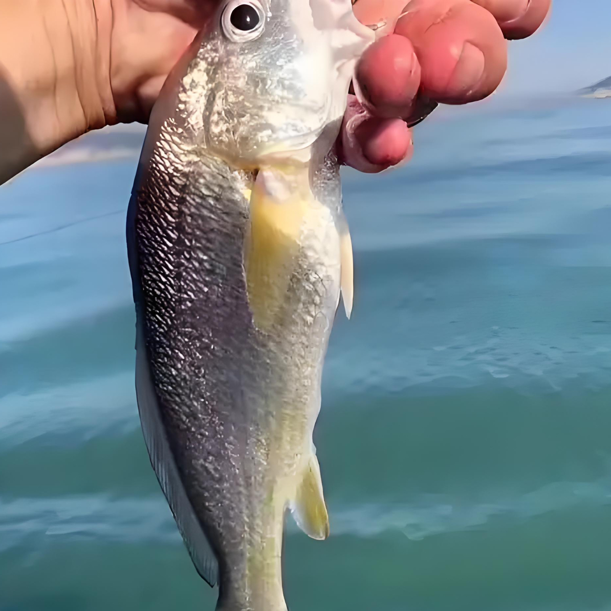 【白划鱼】神泉本港浅海流水网白划白姑鱼【5包】冷冻发货鲜肉质紧实