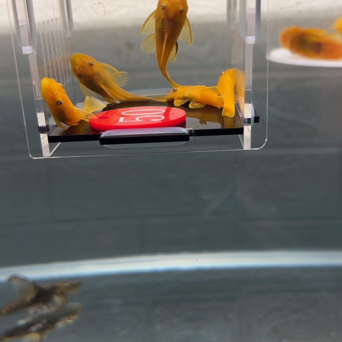 s***8清道夫鱼黄金胡子5条，4➕，中通