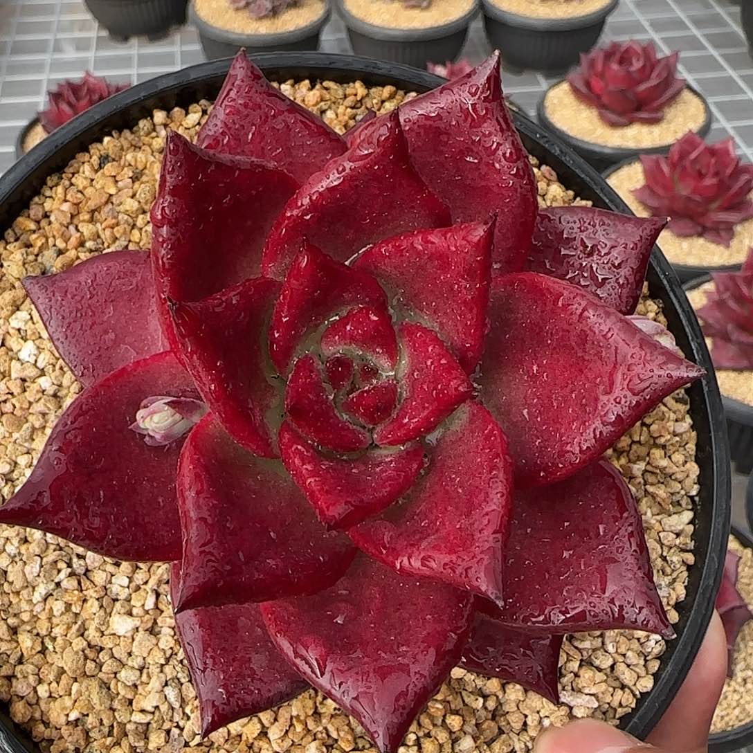 从前慢花园精选0124-罗宾