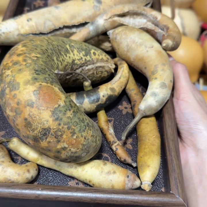 黄***犬健健康康健健康康健健康康