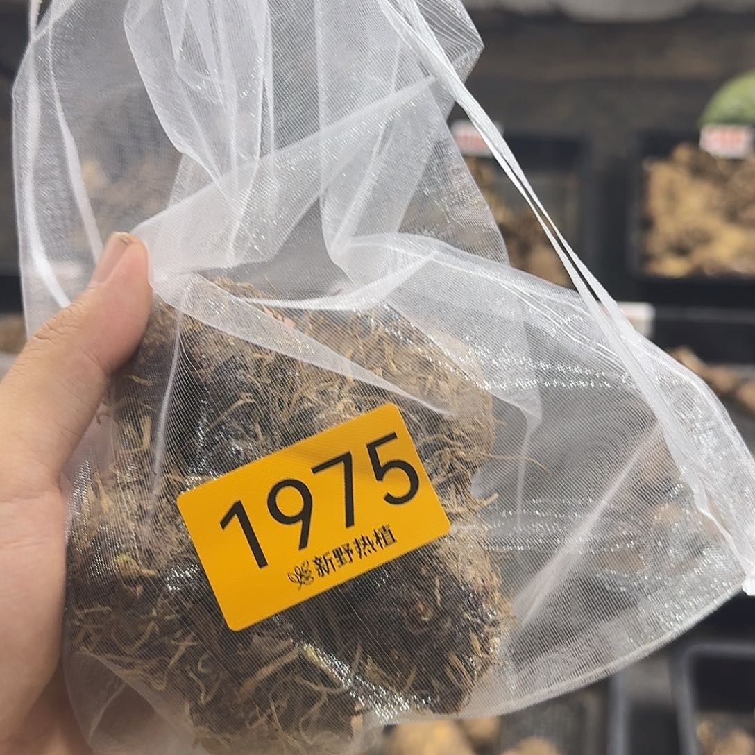 像****完全开放1975粉色飞溅裸球不售后