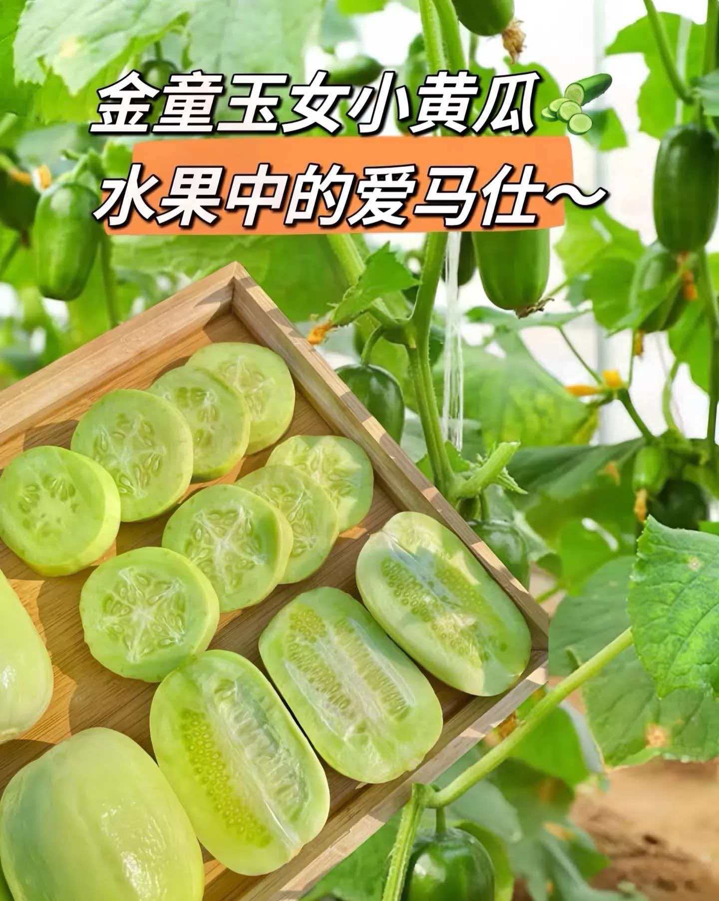 山东产地直发现摘拇指小黄瓜玉女金童水果黄瓜鲜脆爽口