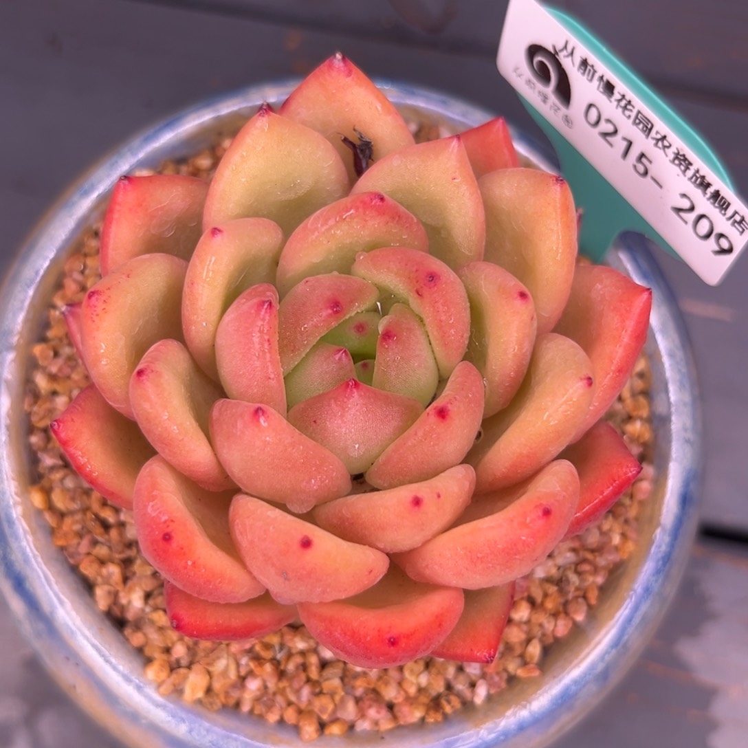 多肉一物一拍0215-209