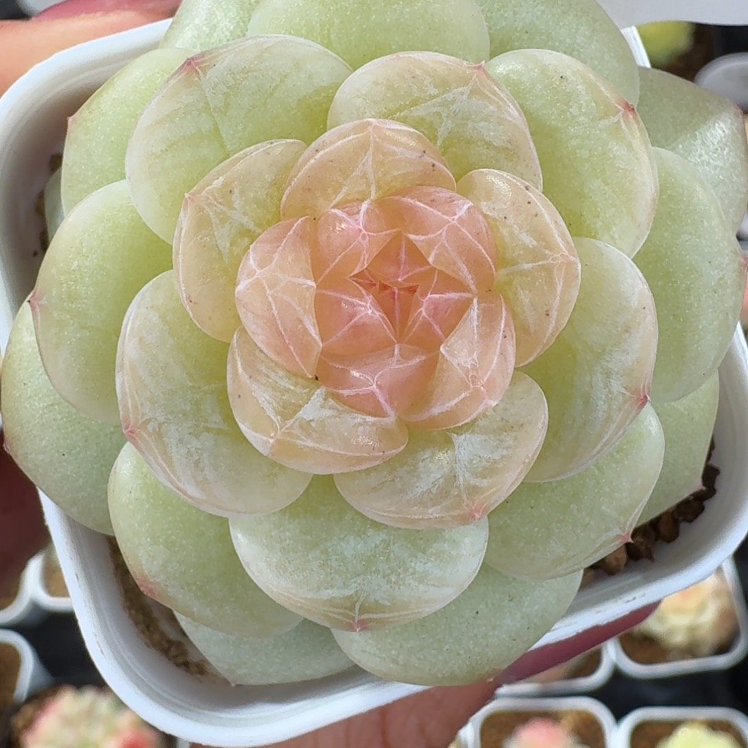 1230-109-老板单头一颗多肉