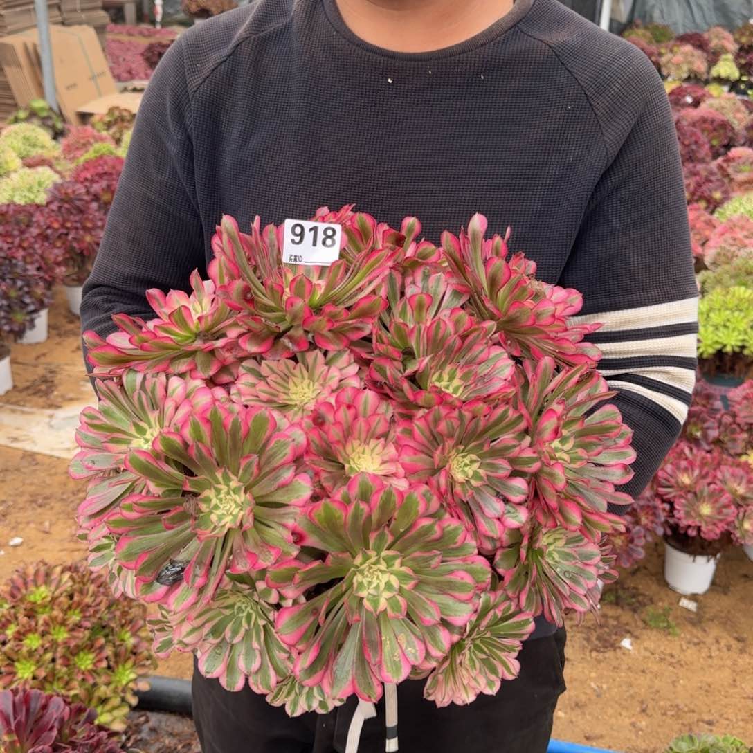 918红铜多肉植物