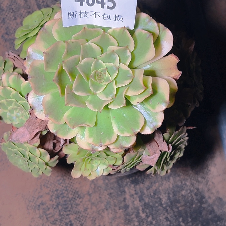 4045粉体舞天姬多肉植物