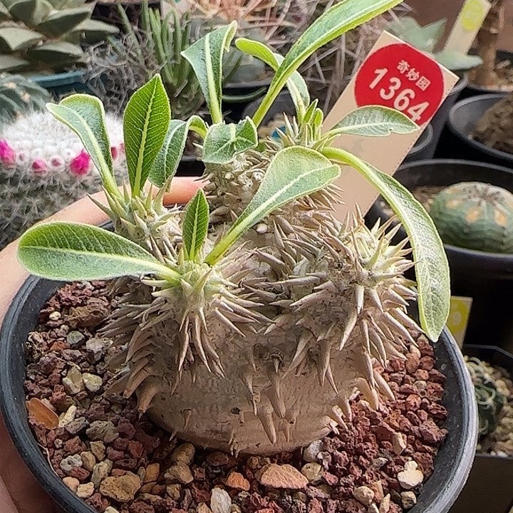 实生惠比大黑5.2cm