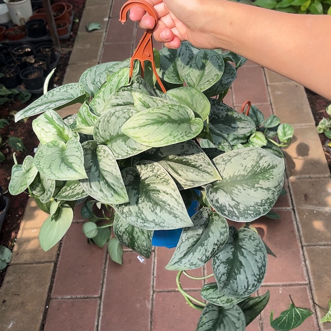 完全开放914 大叶银斑葛